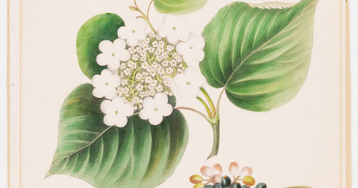 viburnum-lantanoides-planche-ix-extraite-de-wild-flowers-of-nova